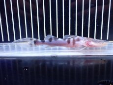画像4: 【淡水魚】【通販】No2 美種 ゼブラキャット ペルー産 ワイルド【個体販売】(±12cm)(大型魚)(生体)(熱帯魚)NKO (4)