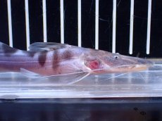 画像5: 【淡水魚】【通販】No2 美種 ゼブラキャット ペルー産 ワイルド【個体販売】(±12cm)(大型魚)(生体)(熱帯魚)NKO (5)