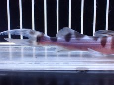 画像6: 【淡水魚】【通販】No2 美種 ゼブラキャット ペルー産 ワイルド【個体販売】(±12cm)(大型魚)(生体)(熱帯魚)NKO (6)