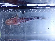 画像7: 【淡水魚】【通販】No2 美種 ゼブラキャット ペルー産 ワイルド【個体販売】(±12cm)(大型魚)(生体)(熱帯魚)NKO (7)