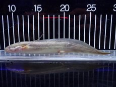 画像1: 【淡水魚】【通販】大特価 大きめ No1 プロトプテルス アンフィビウス ナイバシャ湖産【1個体販売】(±13cm)（大型魚）（生体）（熱帯魚）NKO (1)