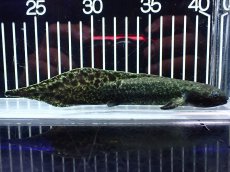 画像1: 【淡水魚】【通販】激レア No1 ネオケラトゥドス フォルステリ【個体販売】(±16cm)(大型魚・肺魚)(生体)(熱帯魚)NKO (1)