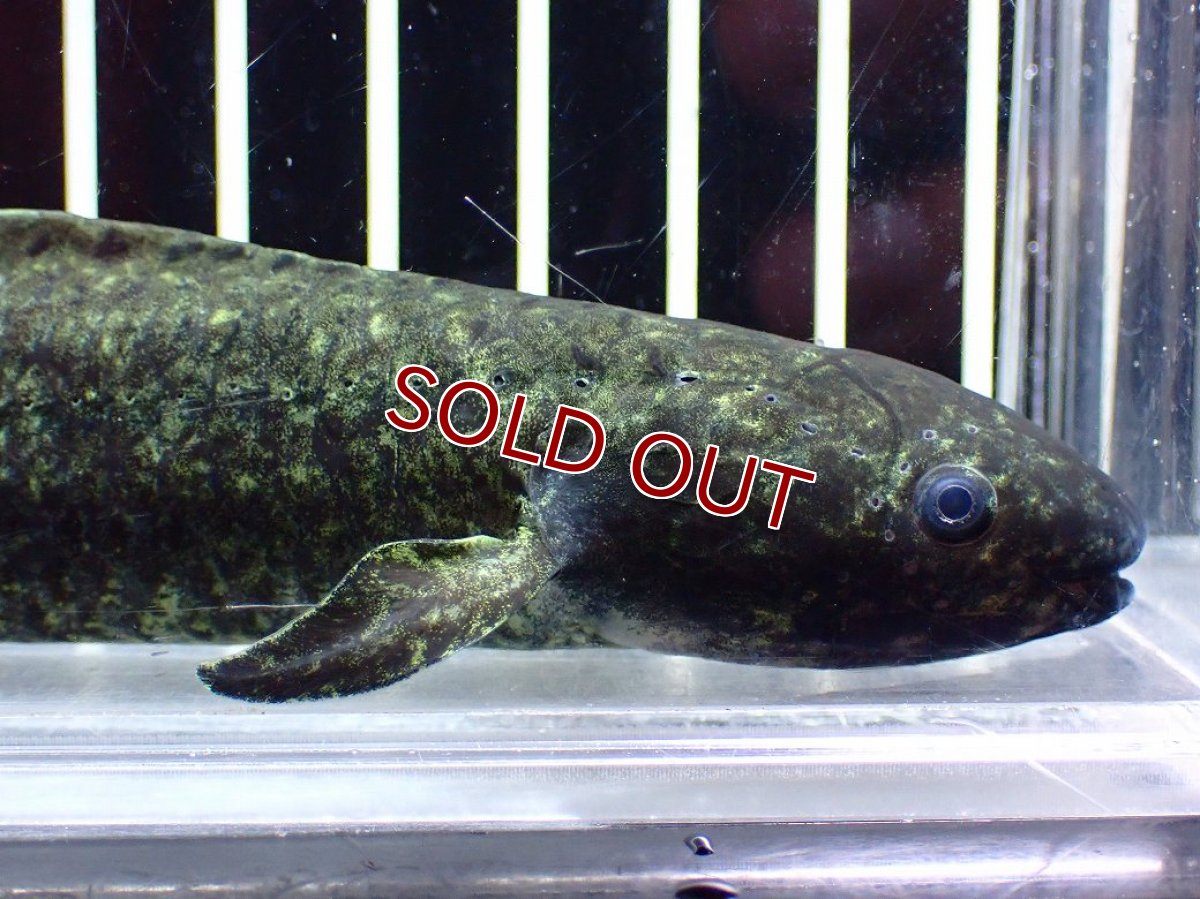 画像2: 【淡水魚】【通販】大特価 激レア No1 ネオケラトゥドス フォルステリ【個体販売】(±16cm)(大型魚・肺魚)(生体)(熱帯魚)NKO (2)