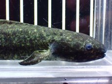 画像2: 【淡水魚】【通販】激レア No1 ネオケラトゥドス フォルステリ【個体販売】(±16cm)(大型魚・肺魚)(生体)(熱帯魚)NKO (2)