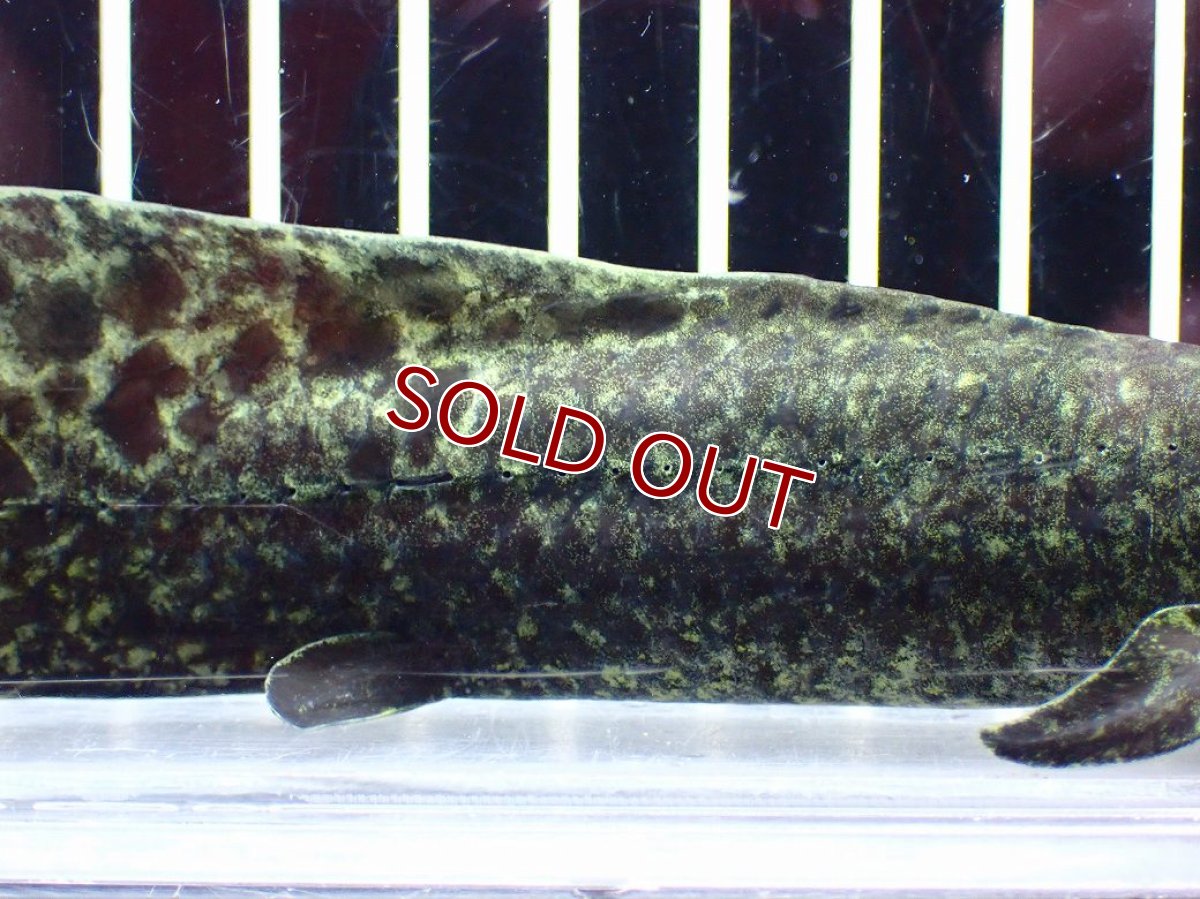 画像3: 【淡水魚】【通販】大特価 激レア No1 ネオケラトゥドス フォルステリ【個体販売】(±16cm)(大型魚・肺魚)(生体)(熱帯魚)NKO (3)