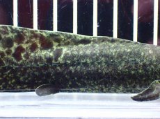 画像3: 【淡水魚】【通販】激レア No1 ネオケラトゥドス フォルステリ【個体販売】(±16cm)(大型魚・肺魚)(生体)(熱帯魚)NKO (3)
