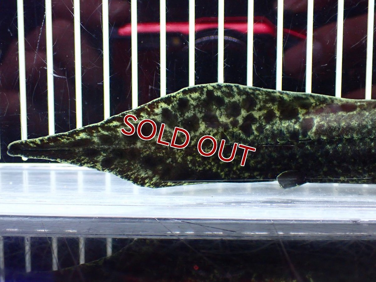 画像4: 【淡水魚】【通販】大特価 激レア No1 ネオケラトゥドス フォルステリ【個体販売】(±16cm)(大型魚・肺魚)(生体)(熱帯魚)NKO (4)