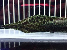 画像4: 【淡水魚】【通販】激レア No1 ネオケラトゥドス フォルステリ【個体販売】(±16cm)(大型魚・肺魚)(生体)(熱帯魚)NKO (4)