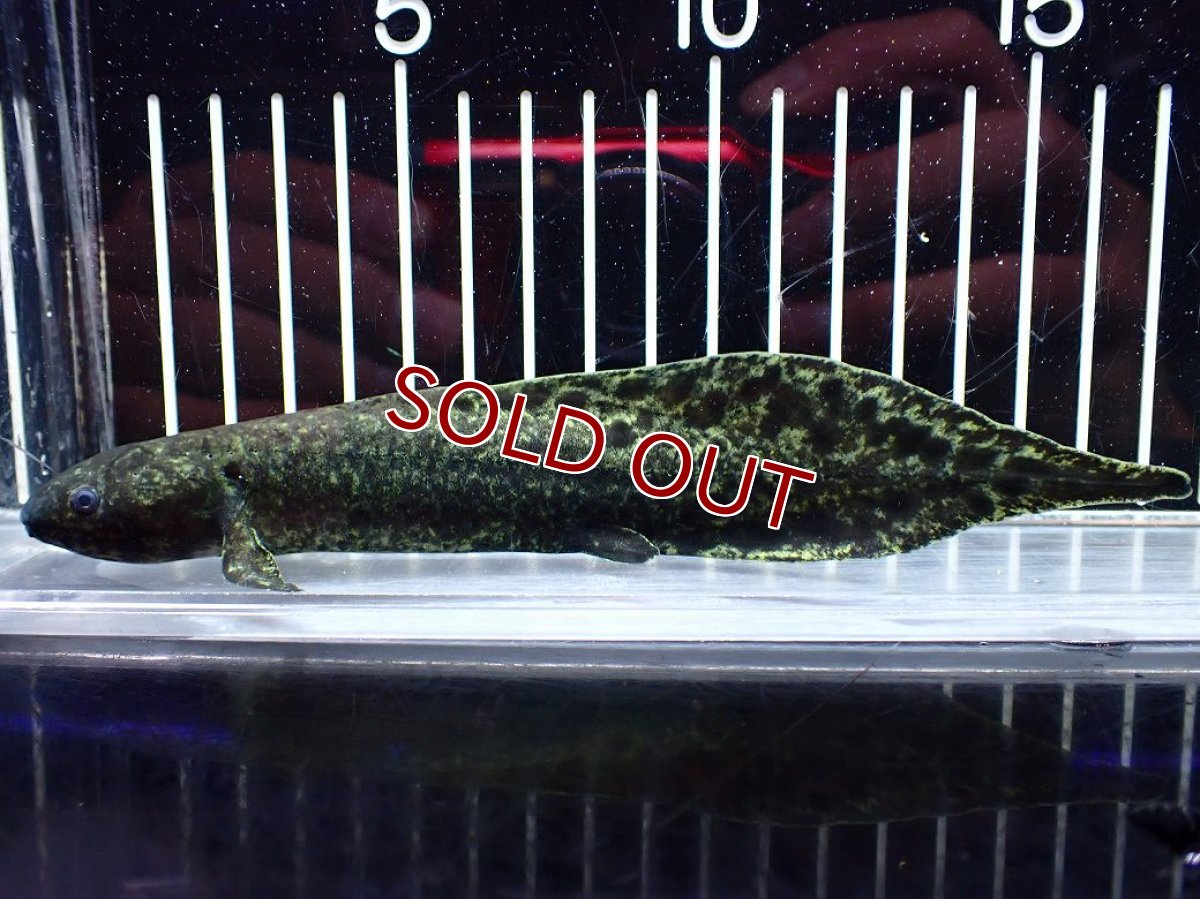 画像5: 【淡水魚】【通販】大特価 激レア No1 ネオケラトゥドス フォルステリ【個体販売】(±16cm)(大型魚・肺魚)(生体)(熱帯魚)NKO (5)