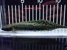 画像5: 【淡水魚】【通販】激レア No1 ネオケラトゥドス フォルステリ【個体販売】(±16cm)(大型魚・肺魚)(生体)(熱帯魚)NKO (5)