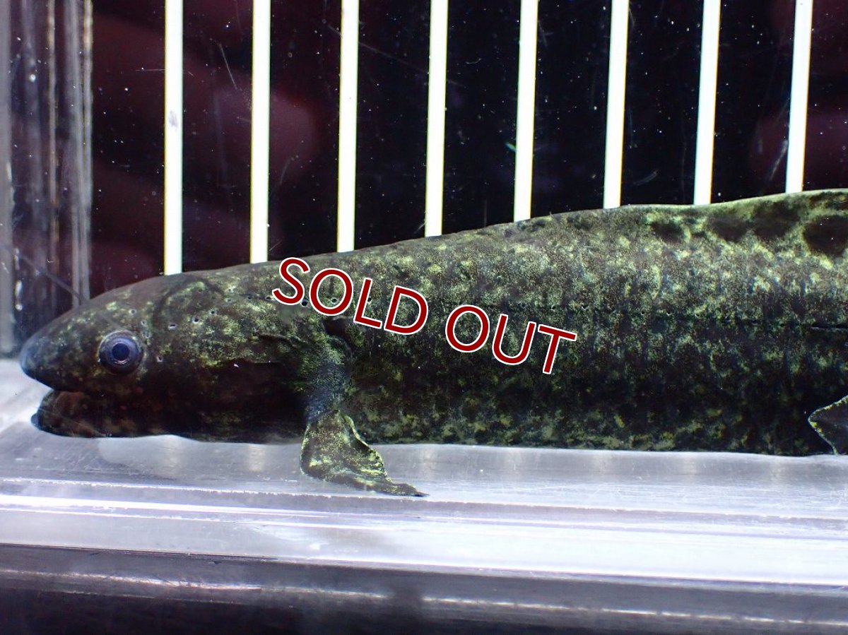 画像6: 【淡水魚】【通販】大特価 激レア No1 ネオケラトゥドス フォルステリ【個体販売】(±16cm)(大型魚・肺魚)(生体)(熱帯魚)NKO (6)