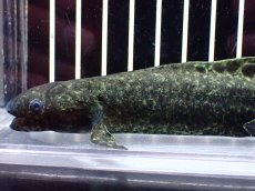 画像6: 【淡水魚】【通販】激レア No1 ネオケラトゥドス フォルステリ【個体販売】(±16cm)(大型魚・肺魚)(生体)(熱帯魚)NKO (6)