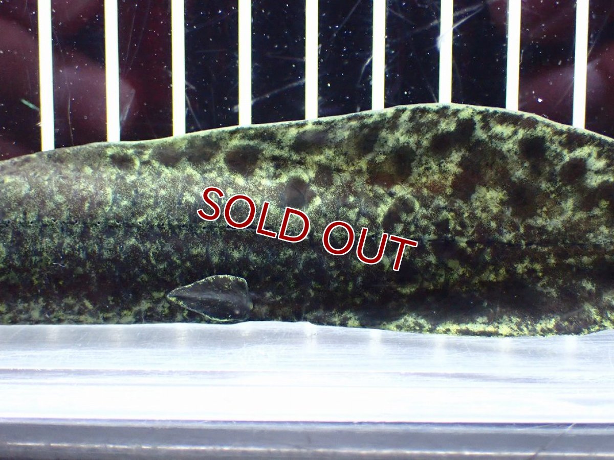 画像7: 【淡水魚】【通販】大特価 激レア No1 ネオケラトゥドス フォルステリ【個体販売】(±16cm)(大型魚・肺魚)(生体)(熱帯魚)NKO (7)