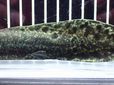 画像7: 【淡水魚】【通販】激レア No1 ネオケラトゥドス フォルステリ【個体販売】(±16cm)(大型魚・肺魚)(生体)(熱帯魚)NKO (7)