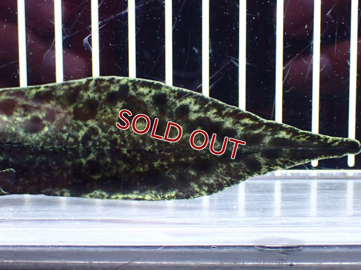 画像8: 【淡水魚】【通販】大特価 激レア No1 ネオケラトゥドス フォルステリ【個体販売】(±16cm)(大型魚・肺魚)(生体)(熱帯魚)NKO (8)