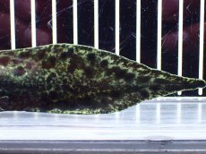 画像8: 【淡水魚】【通販】激レア No1 ネオケラトゥドス フォルステリ【個体販売】(±16cm)(大型魚・肺魚)(生体)(熱帯魚)NKO (8)