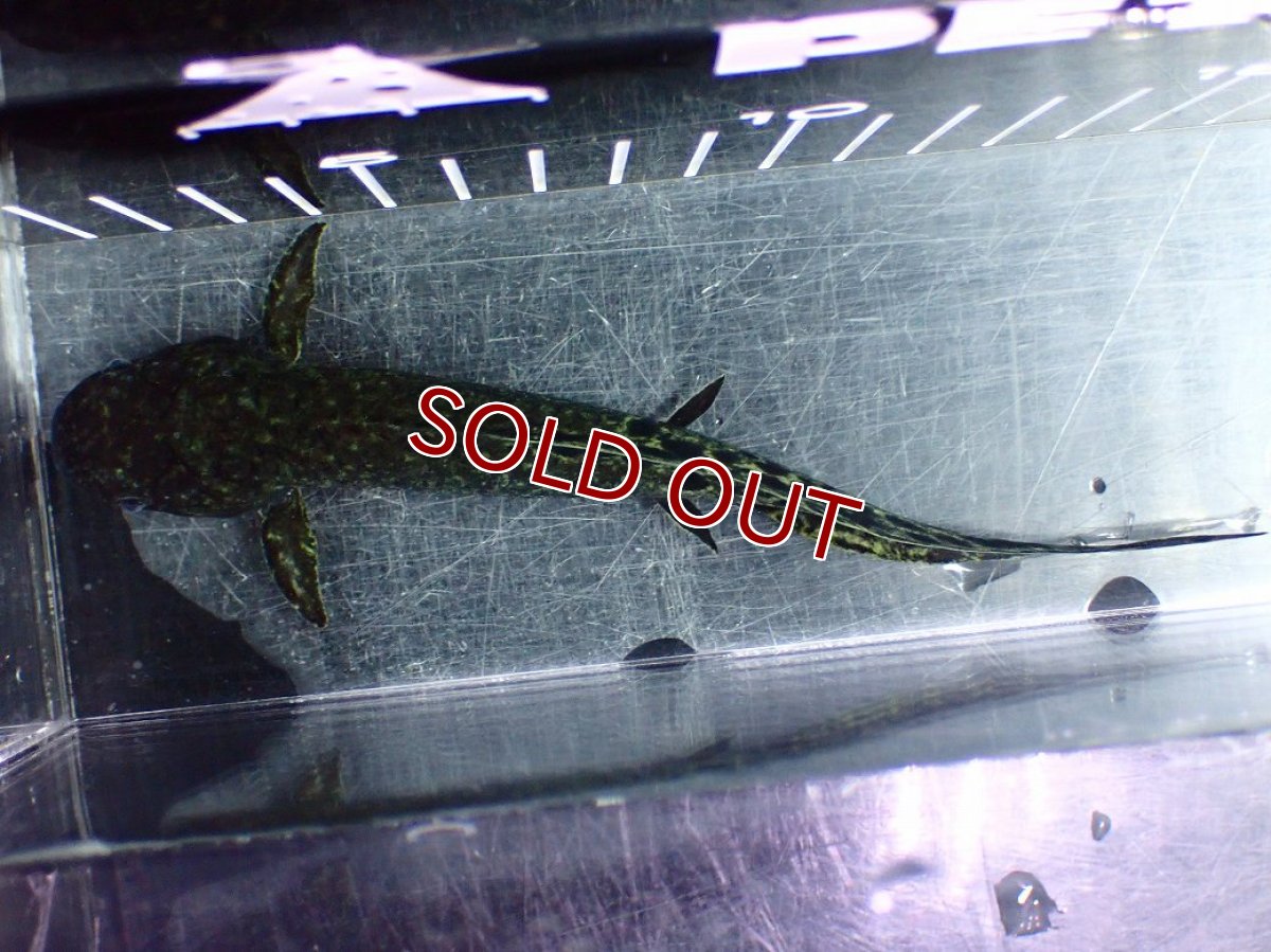 画像9: 【淡水魚】【通販】大特価 激レア No1 ネオケラトゥドス フォルステリ【個体販売】(±16cm)(大型魚・肺魚)(生体)(熱帯魚)NKO (9)