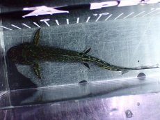 画像9: 【淡水魚】【通販】激レア No1 ネオケラトゥドス フォルステリ【個体販売】(±16cm)(大型魚・肺魚)(生体)(熱帯魚)NKO (9)
