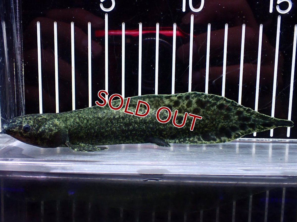 画像1: 【淡水魚】【通販】激レア No2 ネオケラトゥドス フォルステリ【個体販売】(±16cm)(大型魚・肺魚)(生体)(熱帯魚)NKO (1)