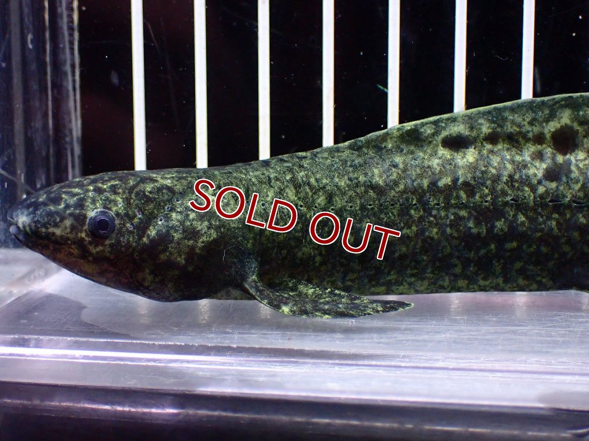 画像2: 【淡水魚】【通販】激レア No2 ネオケラトゥドス フォルステリ【個体販売】(±16cm)(大型魚・肺魚)(生体)(熱帯魚)NKO (2)