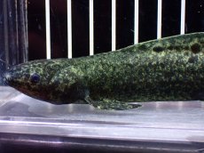 画像2: 【淡水魚】【通販】激レア No2 ネオケラトゥドス フォルステリ【個体販売】(±16cm)(大型魚・肺魚)(生体)(熱帯魚)NKO (2)