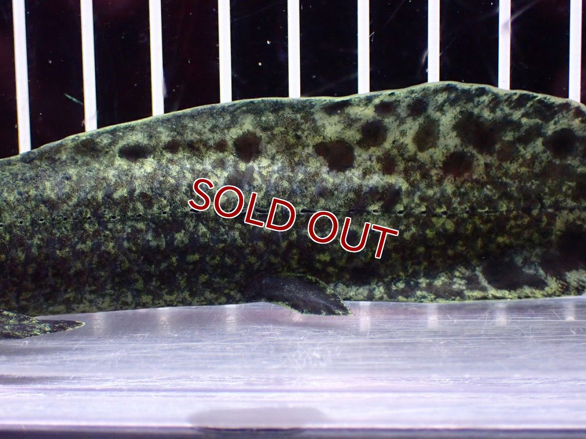 画像3: 【淡水魚】【通販】激レア No2 ネオケラトゥドス フォルステリ【個体販売】(±16cm)(大型魚・肺魚)(生体)(熱帯魚)NKO (3)