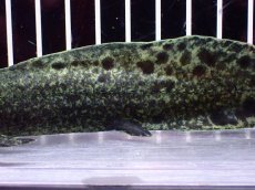 画像3: 【淡水魚】【通販】激レア No2 ネオケラトゥドス フォルステリ【個体販売】(±16cm)(大型魚・肺魚)(生体)(熱帯魚)NKO (3)