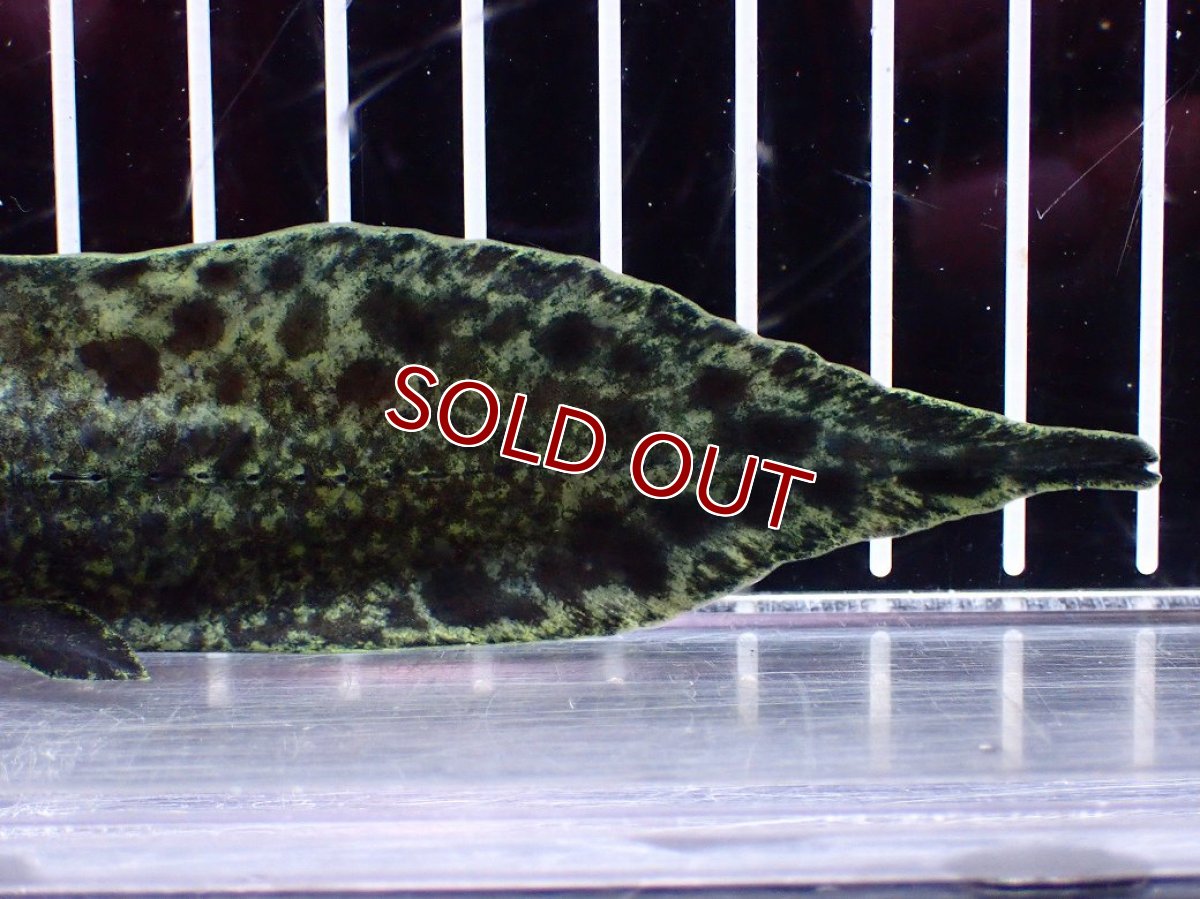 画像4: 【淡水魚】【通販】激レア No2 ネオケラトゥドス フォルステリ【個体販売】(±16cm)(大型魚・肺魚)(生体)(熱帯魚)NKO (4)