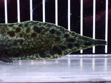 画像4: 【淡水魚】【通販】激レア No2 ネオケラトゥドス フォルステリ【個体販売】(±16cm)(大型魚・肺魚)(生体)(熱帯魚)NKO (4)