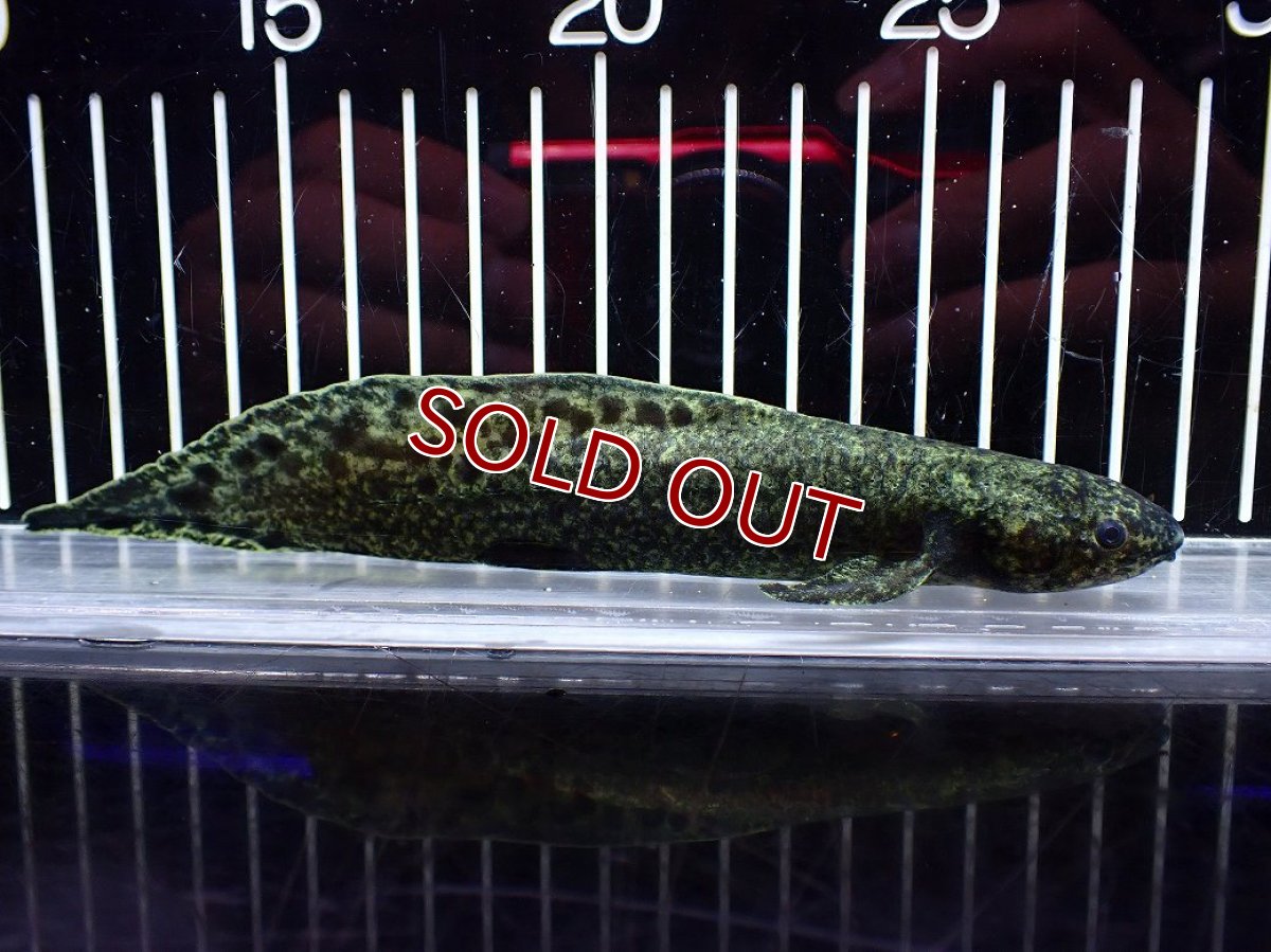 画像5: 【淡水魚】【通販】激レア No2 ネオケラトゥドス フォルステリ【個体販売】(±16cm)(大型魚・肺魚)(生体)(熱帯魚)NKO (5)