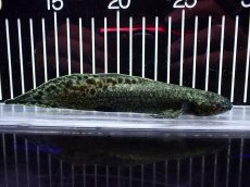 画像5: 【淡水魚】【通販】激レア No2 ネオケラトゥドス フォルステリ【個体販売】(±16cm)(大型魚・肺魚)(生体)(熱帯魚)NKO (5)