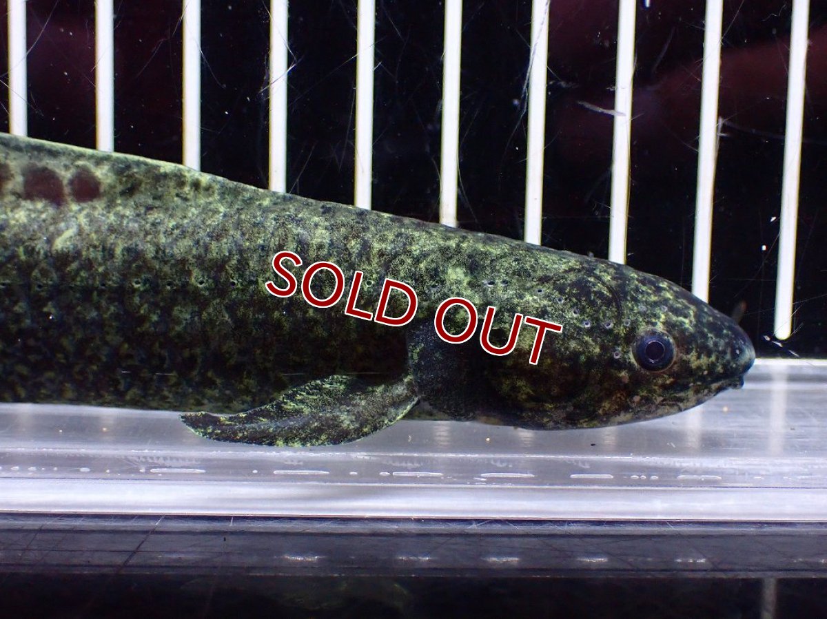 画像6: 【淡水魚】【通販】激レア No2 ネオケラトゥドス フォルステリ【個体販売】(±16cm)(大型魚・肺魚)(生体)(熱帯魚)NKO (6)