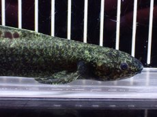 画像6: 【淡水魚】【通販】激レア No2 ネオケラトゥドス フォルステリ【個体販売】(±16cm)(大型魚・肺魚)(生体)(熱帯魚)NKO (6)