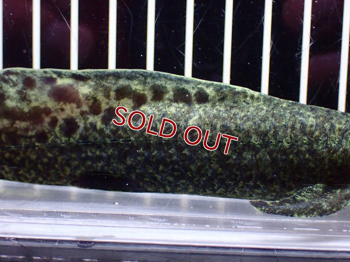 画像7: 【淡水魚】【通販】激レア No2 ネオケラトゥドス フォルステリ【個体販売】(±16cm)(大型魚・肺魚)(生体)(熱帯魚)NKO (7)