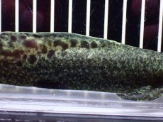 画像7: 【淡水魚】【通販】激レア No2 ネオケラトゥドス フォルステリ【個体販売】(±16cm)(大型魚・肺魚)(生体)(熱帯魚)NKO (7)