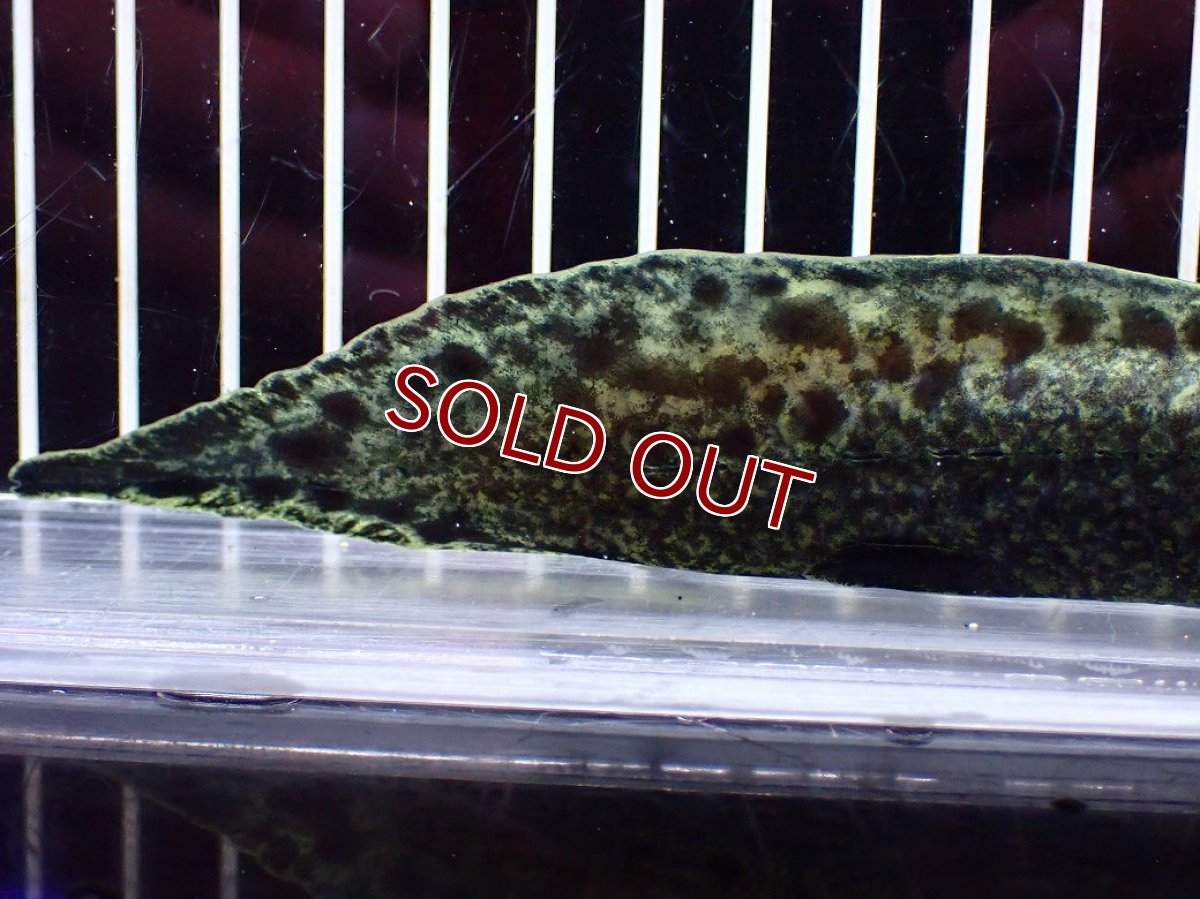 画像8: 【淡水魚】【通販】激レア No2 ネオケラトゥドス フォルステリ【個体販売】(±16cm)(大型魚・肺魚)(生体)(熱帯魚)NKO (8)