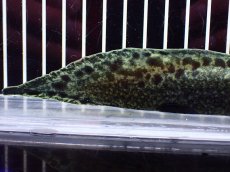 画像8: 【淡水魚】【通販】激レア No2 ネオケラトゥドス フォルステリ【個体販売】(±16cm)(大型魚・肺魚)(生体)(熱帯魚)NKO (8)