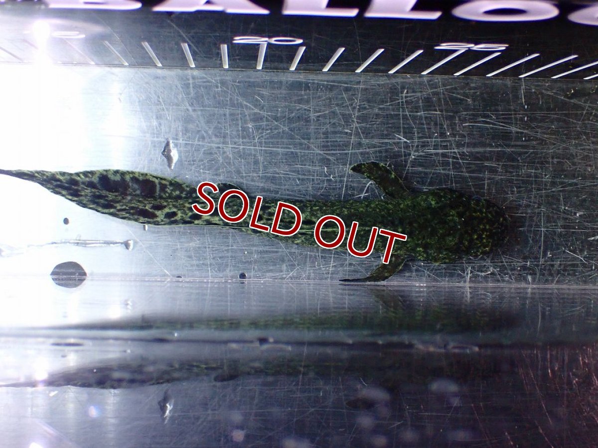 画像9: 【淡水魚】【通販】激レア No2 ネオケラトゥドス フォルステリ【個体販売】(±16cm)(大型魚・肺魚)(生体)(熱帯魚)NKO (9)