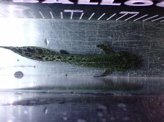 画像9: 【淡水魚】【通販】激レア No2 ネオケラトゥドス フォルステリ【個体販売】(±16cm)(大型魚・肺魚)(生体)(熱帯魚)NKO (9)