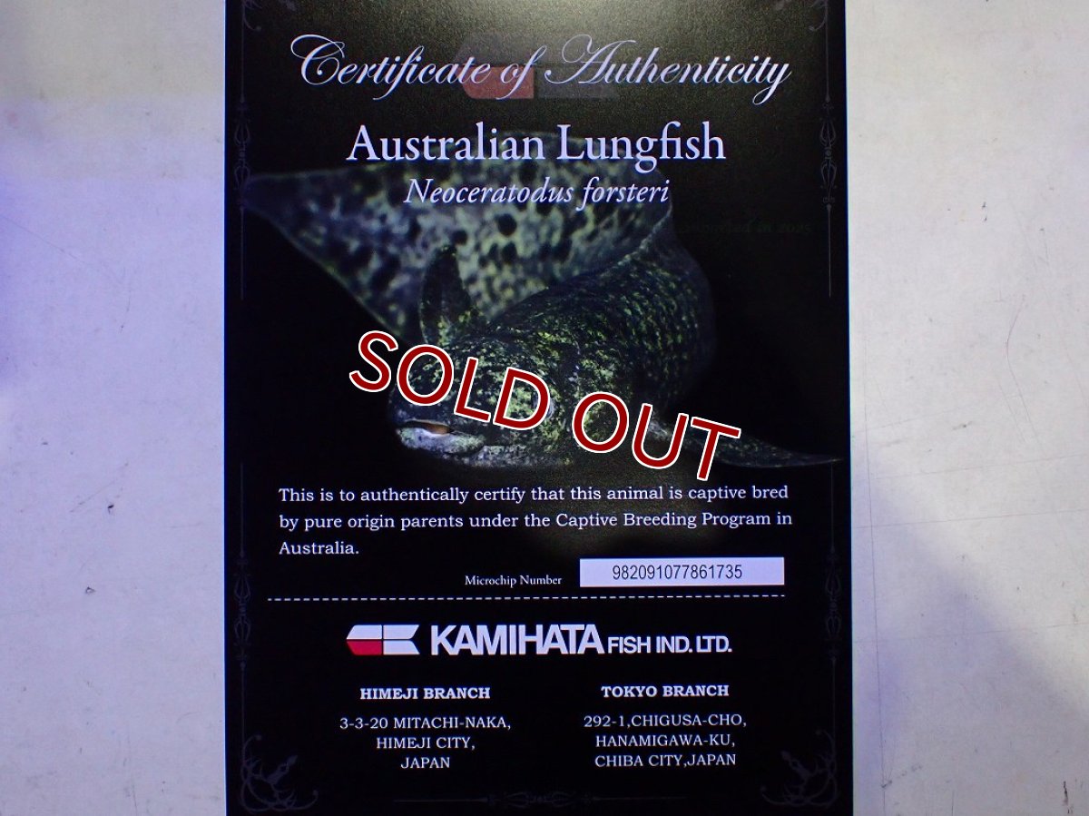 画像10: 【淡水魚】【通販】激レア No2 ネオケラトゥドス フォルステリ【個体販売】(±16cm)(大型魚・肺魚)(生体)(熱帯魚)NKO (10)