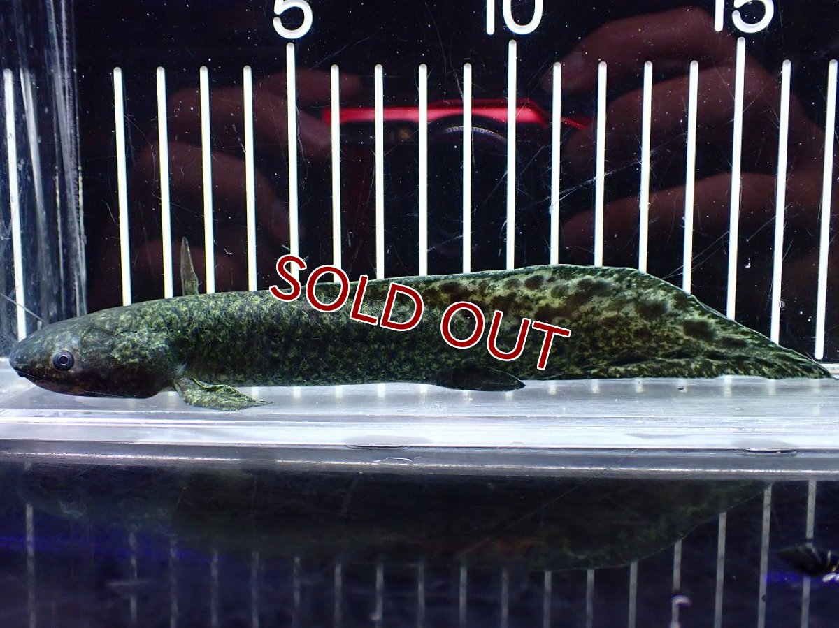 画像1: 【淡水魚】【通販】大特価 激レア No3 ネオケラトゥドス フォルステリ【個体販売】(±16cm)(大型魚・肺魚)(生体)(熱帯魚)NKO (1)