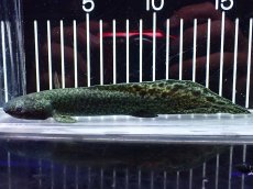 画像1: 【淡水魚】【通販】激レア No3 ネオケラトゥドス フォルステリ【個体販売】(±16cm)(大型魚・肺魚)(生体)(熱帯魚)NKO (1)