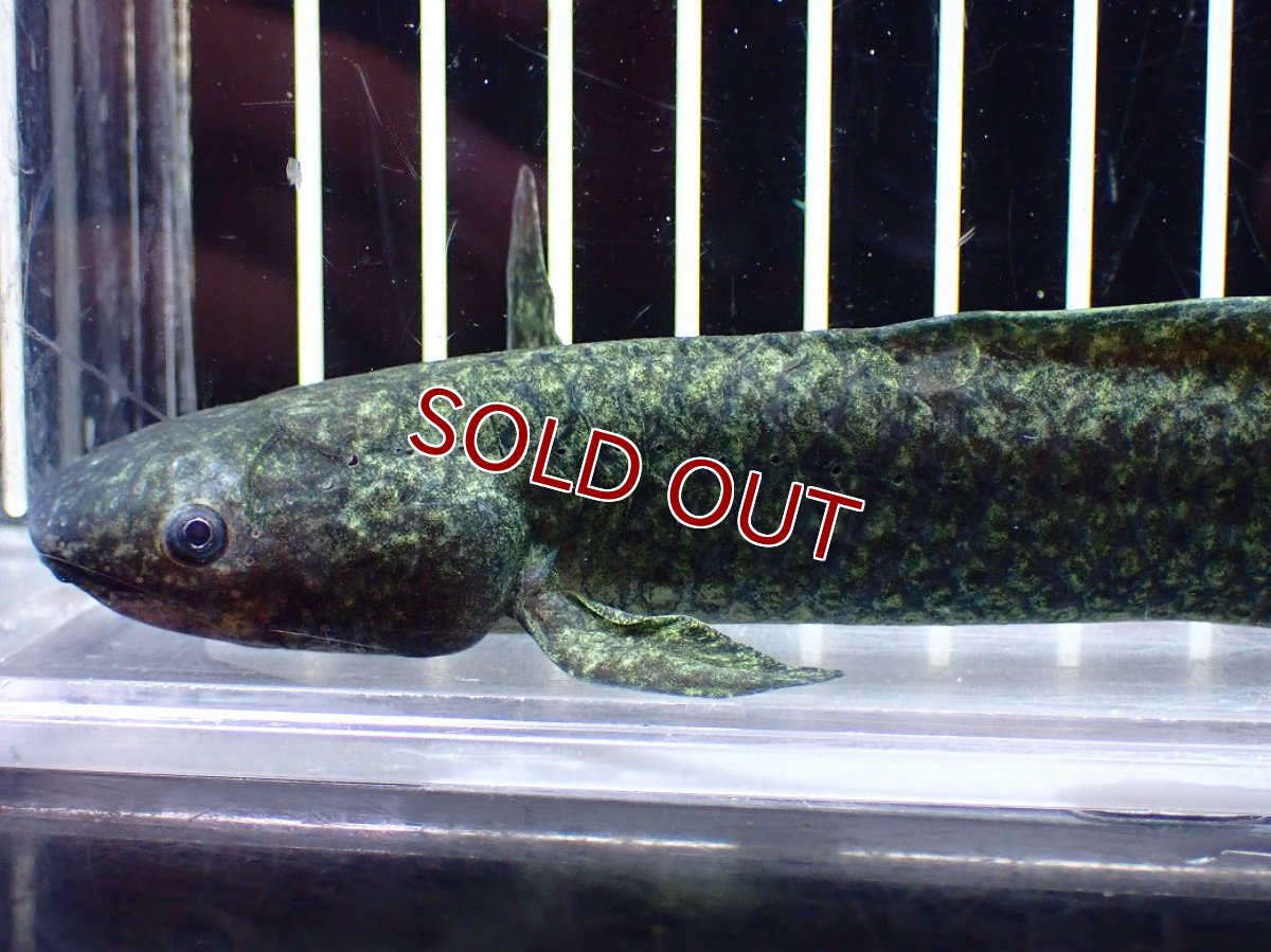 画像2: 【淡水魚】【通販】大特価 激レア No3 ネオケラトゥドス フォルステリ【個体販売】(±16cm)(大型魚・肺魚)(生体)(熱帯魚)NKO (2)