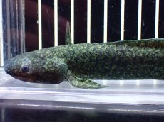 画像2: 【淡水魚】【通販】激レア No3 ネオケラトゥドス フォルステリ【個体販売】(±16cm)(大型魚・肺魚)(生体)(熱帯魚)NKO (2)