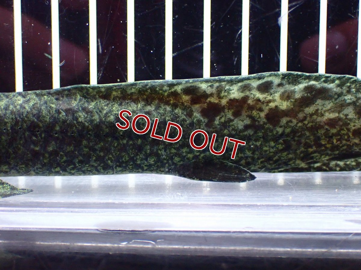 画像3: 【淡水魚】【通販】大特価 激レア No3 ネオケラトゥドス フォルステリ【個体販売】(±16cm)(大型魚・肺魚)(生体)(熱帯魚)NKO (3)