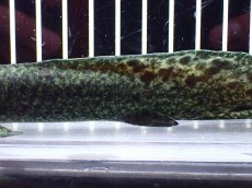 画像3: 【淡水魚】【通販】激レア No3 ネオケラトゥドス フォルステリ【個体販売】(±16cm)(大型魚・肺魚)(生体)(熱帯魚)NKO (3)