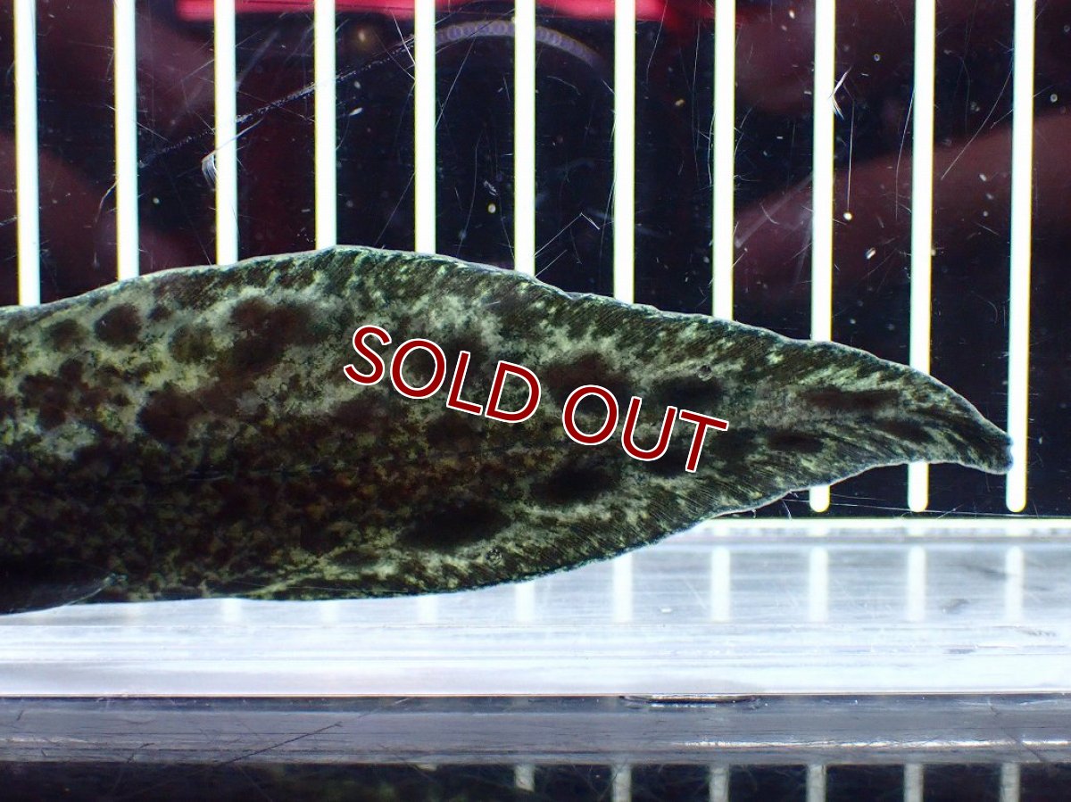 画像4: 【淡水魚】【通販】大特価 激レア No3 ネオケラトゥドス フォルステリ【個体販売】(±16cm)(大型魚・肺魚)(生体)(熱帯魚)NKO (4)