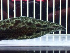 画像4: 【淡水魚】【通販】激レア No3 ネオケラトゥドス フォルステリ【個体販売】(±16cm)(大型魚・肺魚)(生体)(熱帯魚)NKO (4)
