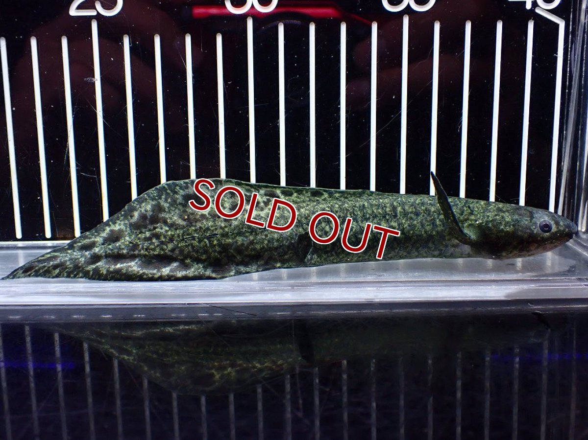 画像5: 【淡水魚】【通販】大特価 激レア No3 ネオケラトゥドス フォルステリ【個体販売】(±16cm)(大型魚・肺魚)(生体)(熱帯魚)NKO (5)