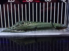 画像5: 【淡水魚】【通販】激レア No3 ネオケラトゥドス フォルステリ【個体販売】(±16cm)(大型魚・肺魚)(生体)(熱帯魚)NKO (5)